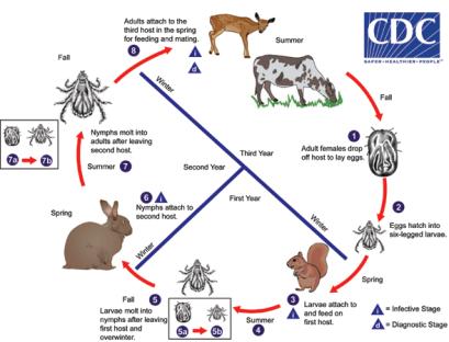 3-Host Tick Life Cycle Comparison of ticks in different stages Questing tick Ticks find hosts by detecting body heat, body odors, breath, moisture, vibrations Once on a host, the tick may spend 10