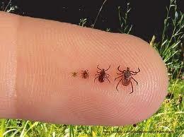 will be spread by the tick saliva Hard-bodied ticks take a blood meal over several days If the host has a blood-borne infection, the tick will ingest the pathogen with the blood After feeding, the
