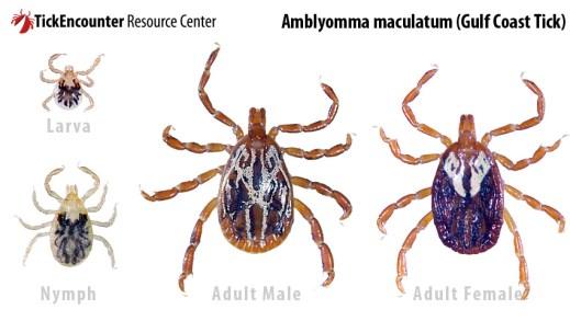 Feature Amblyomma morphological features (Brown dog Amblyomma (Lone star tick, Gulf coast Ixodes (Deer tick, black-legged Festoons Yes Yes No Yes Ornamentation No A.