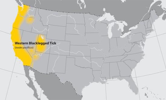 Ixodes (black-legged tick, deer Tick distribution: Eastern, SE U.S., upper midwest (I. scapularis), pacific coast (I.