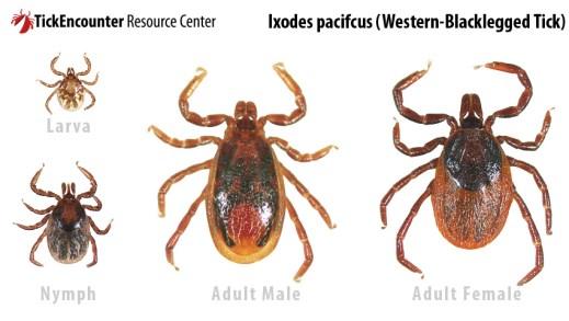 Ixodes scapularis Ixodes pacificus basis capitulum No ornamentation No festoons Dermacenter (wood tick, dog Tick distribution: widespread in U.S.
