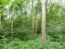 woodland Estimate (slope) =