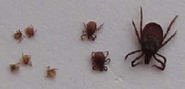 more important, then tick or LIV control measures are