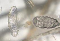 8. Demodex spp. 1 Sarcoptes mite = Sarcoptic Mange 1 Demodex mite = Normal Flora Numerous Demodex mites = Demodectic mange Most Demodex spp.