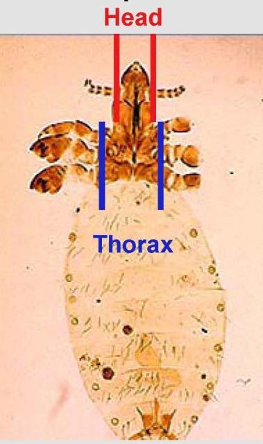 Sucking Lice (Anoplura) Head is narrower than thorax & elongated Adults 0.