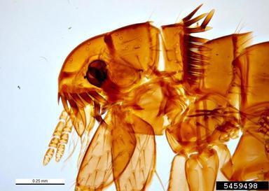 The Fleas Common species 1.