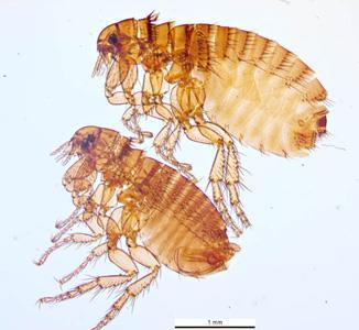 The Fleas Order Siphonaptera I.
