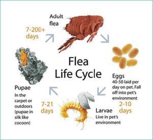 Clean up host s environment This step begins by laundering and steam cleaning/vacuuming: Wash pet bedding in hot water to kill flea larvae.