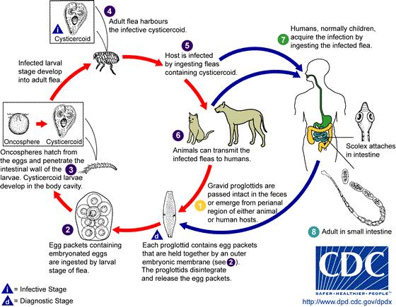 The Fleas Pathology Intermediate hosts Dipylidium caninum