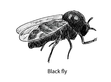 Simuliidae - Black Flies 3.