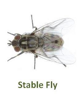 Tabanidae - Horse Flies & Deer Flies 6.