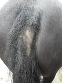 Pruritus of the tail in horses 1. Culicoides hypersensitivity sweet itch 2.