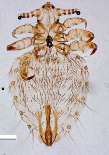 Linognathus ovillus