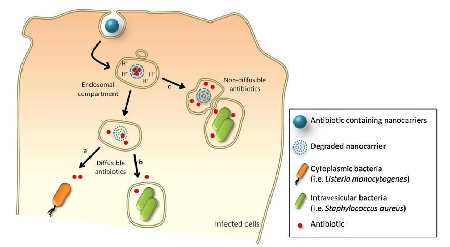 Approach 2: Nanocarriers Many highly potent antibiotics do not reach intracellular bacteria Permeability barrier Intracellular sublocation Low intracellular retention Nanocarriers are able to improve