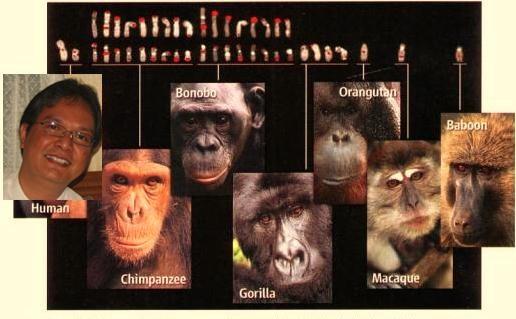 Risk(s) Determination working with nonhuman primates NHPs have genetic close-relatedness to human beings has consequent