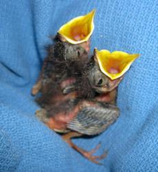 species Collect bird nests and bird eggs