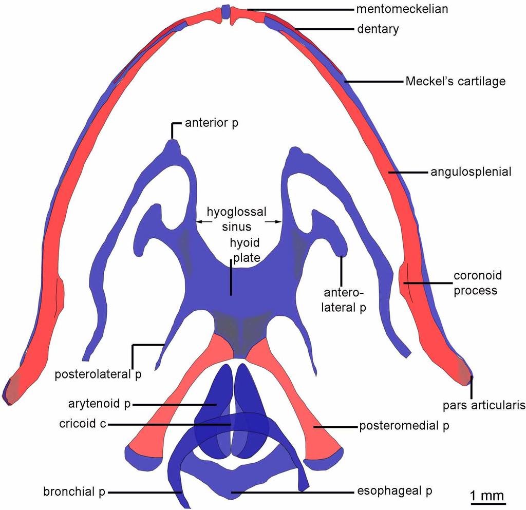 moderate and slightly oriented forward. The posterolateral processes are thin, broad based, and pointed distally.