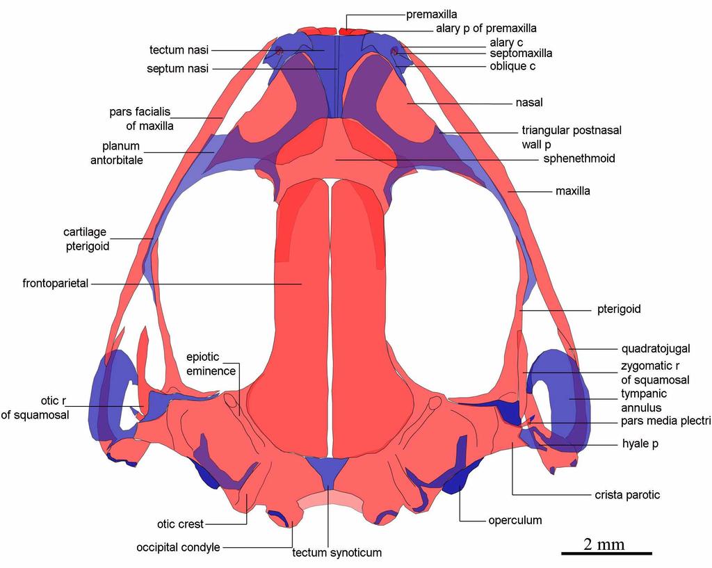 The anterolateral margin of the mandible consists of a narrow dentary, which lacks odontoids or serrations and laterally overlaps Meckel's cartilage.