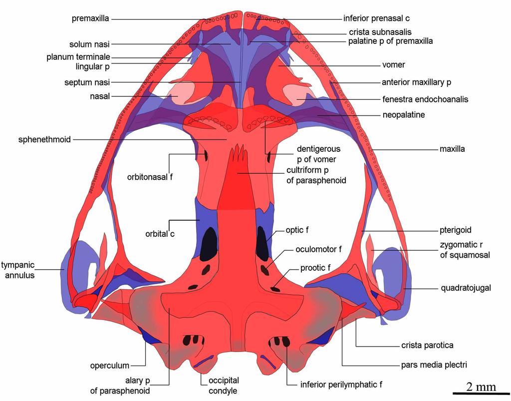 does not contact with the nasals. The pars facialis is well developed, lacks pre- and postorbital processes, and extends for approximately less than half the length of the maxilla.