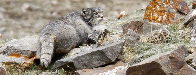 Both are good for the Chinese Mountain Cat and Pallas s Cat.