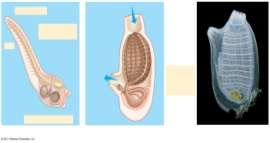 Tail are more closely related to other than are lancelets Muscle segments Intestine Stomach Atrium Dorsal,