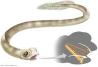vertebrates that feed by clamping their mouth onto a live fish Dental elements (within head)