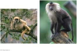 (a) Gibbon (b) Orangutan (c) Gorilla (d) Chimpanzees (a) New World monkey: spider monkey (b) Old World monkey: macaque (e) Bonobos Humans are mammals that have a large brain and bipedal locomotion A