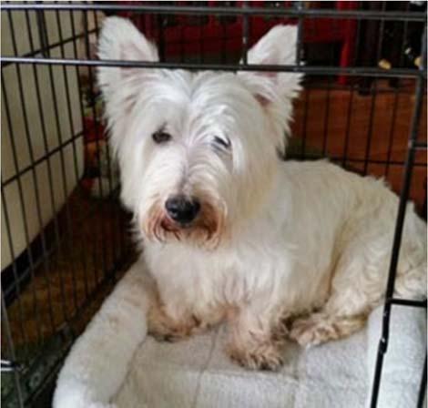 WestieMed News Page 2 Christie Christie is a 5 year old breeding dog from the Central Valley of California. She was kept in a warehouse.
