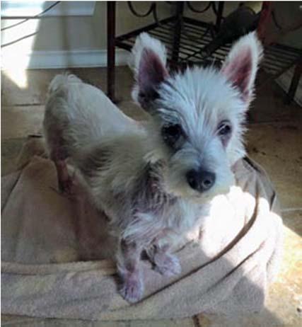 Christie came to Westie Rescue and Placement of Northern California (WRAP) on August 23rd 2017. She was in heat.
