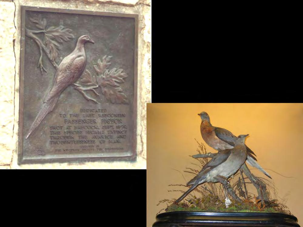 Passenger pigeons are likely another. They are known to have eaten really vast quantities of mast crops.