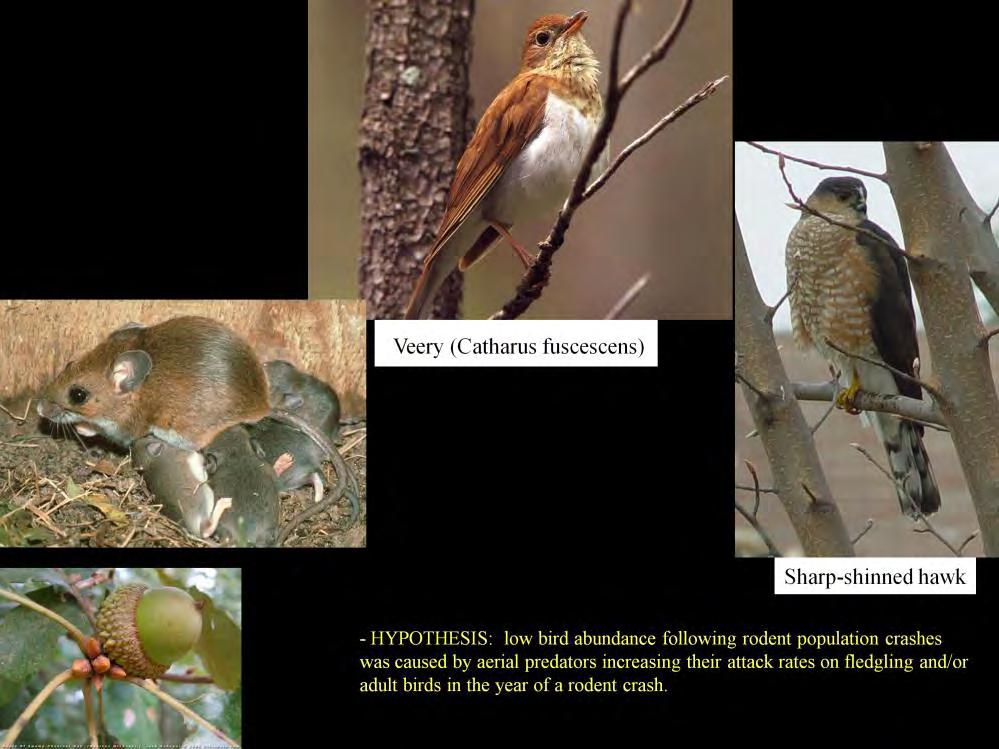 Avian predators also eat songbirds AND mice; perhaps their populations build up following rodent population surges, then when rodent