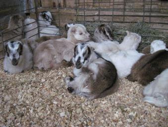 Dairy Goat Selection - Overview Set goals Breed/s Selection Budget Confirmation/ Traits Milk