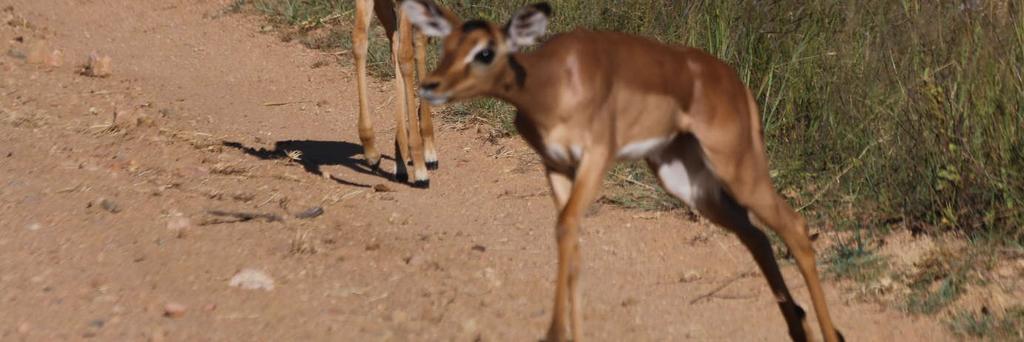 Most host species are infested with more than one species of louse. Impalas harbour five species while 18 species have been recorded on rock dassies.