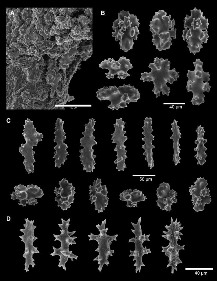 378 anne simpson and les watling Fig. 7. Corallium bayeri sp. nov. holotype.