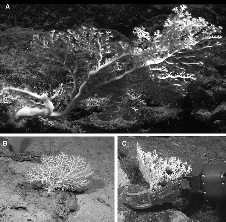 corallium species from northwestern atlantic seamounts 379 Fig. 8. Corallium niobe Bayer, 1964.