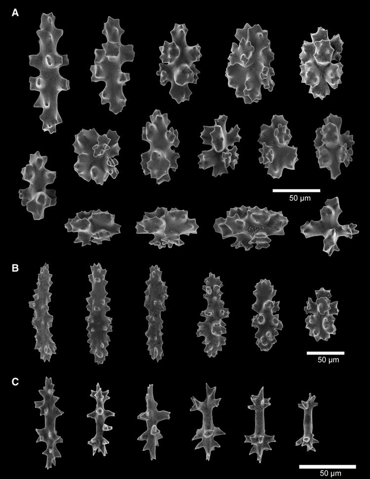 380 anne simpson and les watling Fig. 9. Corallium niobe Bayer, 1964. (A) Coenenchyme sclerites; (B) tentacle sclerites; (C) pharyngeal sclerites.