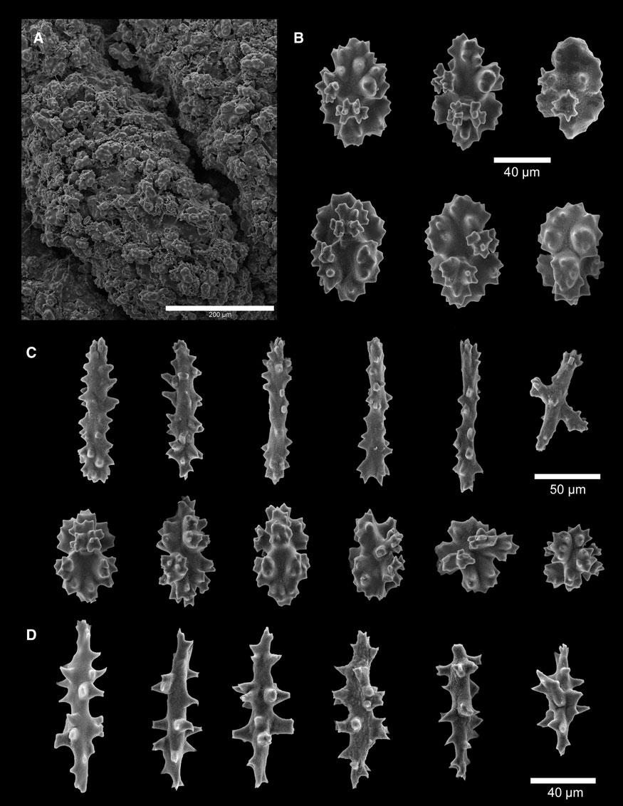 374 anne simpson and les watling Fig. 4. Corallium bathyrubrum sp. nov. holotype.