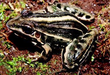 Leptodactylus (Anura,