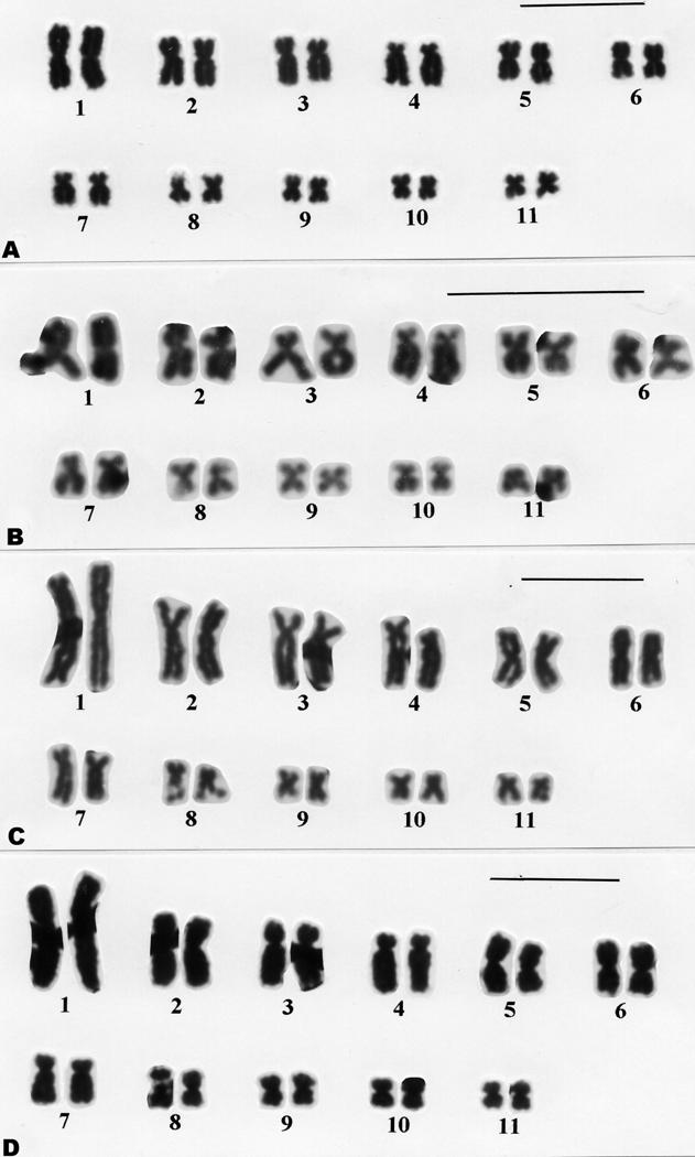 Karyotypes of eight species of Leptodactylus (Anura, Leptodactylidae) Figure 4 - Conventional stained karyotypes with 2n=22 of Leptodactylus. (A) L. ocellatus, (B) L. macrosternum, (C) L.