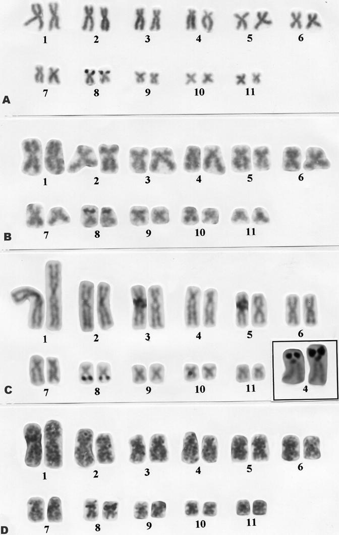 Karyotypes of eight species of Leptodactylus (Anura, Leptodactylidae) Figure 6 - Localization of NORs in Leptodactylus. (A) L. ocellatus (pair 8), (B) L.