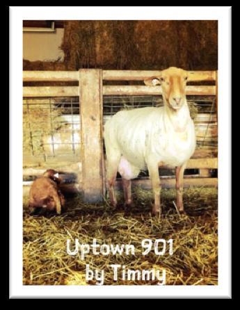 Two of the top selling ram lambs from prior production sales have come from this family. Uptown 1217, a show yearling ewe for us also came from this family.