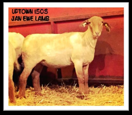 D Uptown 901 Family Uptown 911, pictured late March 2015 while still nursing twin ram lambs! Look at this family if: You like massive topped, well-muscled and rapid growth animals!