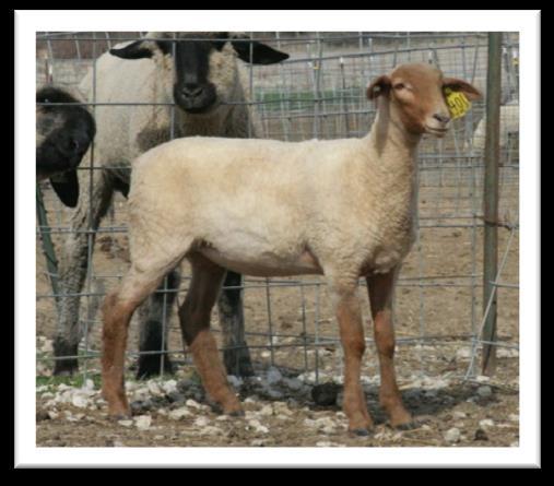 When we bought the flock from Dan, there was this little old ewe in the group that we really didn t think was worth much. We were wrong. Hickory Grove Acres 314. She wasn t much to look at.