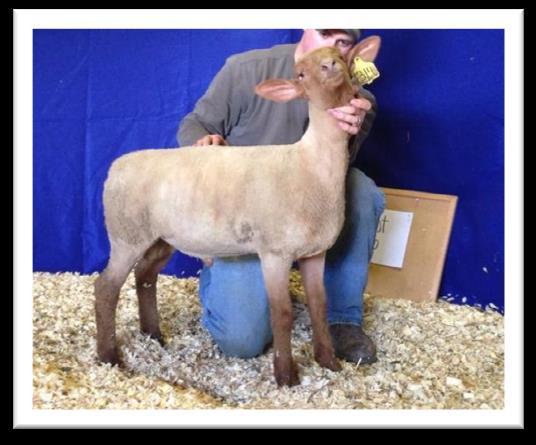Lot I02 C Garey 0256 after winning her Reserve Champion Ewe Banner for us at the 2010 NAILE Uptown 1314 sold in our online sale for $900 and was dammed by Garey 0180 J Stumpe Ewe Family We purchased
