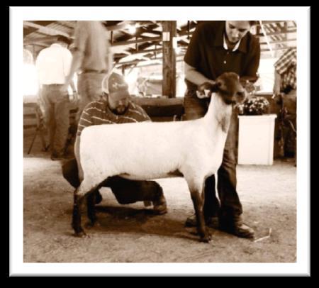 for a record $2550 to Wisconsin! This ram combines our two best ewe families, Red Label s line and Uptown 805.