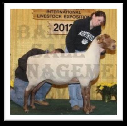 The 60 ewe went down to NAILE and won her class and then continued to work for us. 805 won the slick shorn yearling ewe class at NAILE as a yearling.