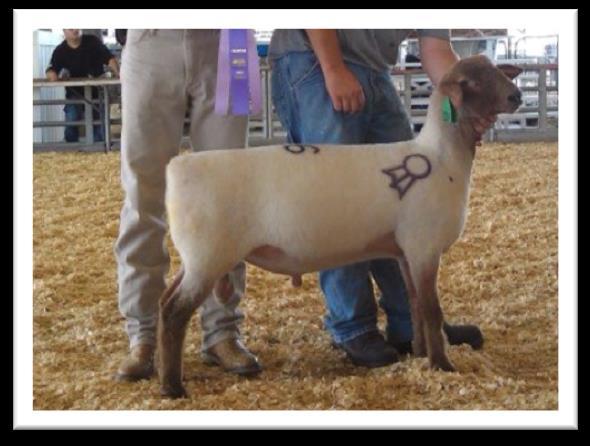 Her 2013 son, Cowboy Cut Uptown 1306 was Res Junior Champion Ram at NAILE! This buck is a moderate framed ram and is extremely good in his lines, super on his feet and legs.