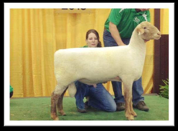 State Fair class winning ewe lamb sells in the F group with lamb on side! Uptown 1109, a full sister to Red Lightning, won her yearling ewe class at NAILE and sells in the B group!