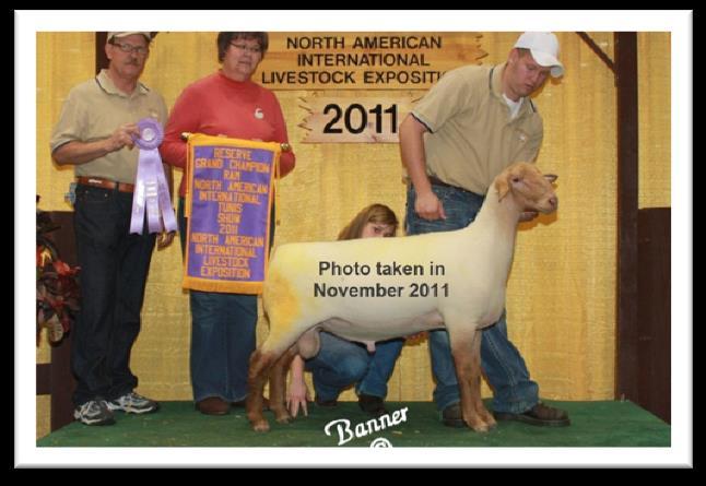 Boots Bruns Tunis 1110 2011 NAILE Reserve Champion Ram Sire: Big Tom Bruns Tunis 0819 by Redman Bruns Tunis 8 Dam: Uptown 810 by Bob Bartholomew 0031 Comments: We sold this ram in the 2013 online