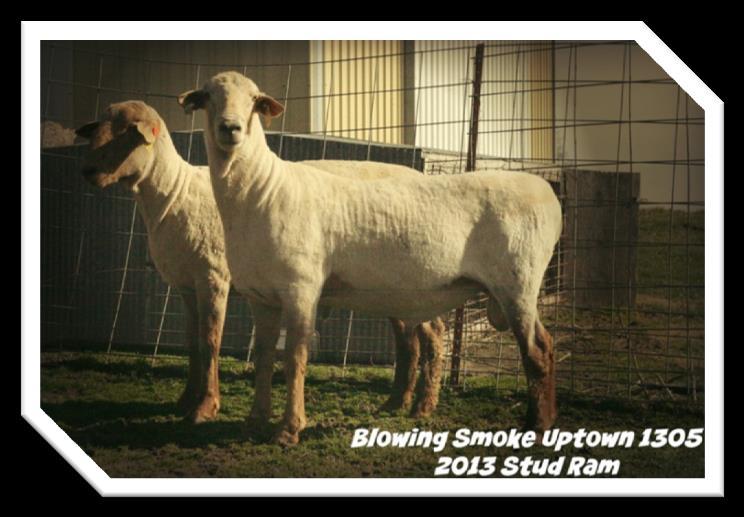 Blowing Smoke Uptown 1305 (sells as lot G00) 2013 Missouri State Fair Reserve Champion Ram Sire: Red Lightning Uptown 1024 by Red Label Uptown 906 Dam: Uptown 1002 by JethRRo Kleman 48 Comments: This